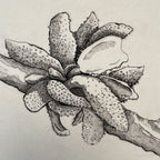 Aecidium Magellanicum