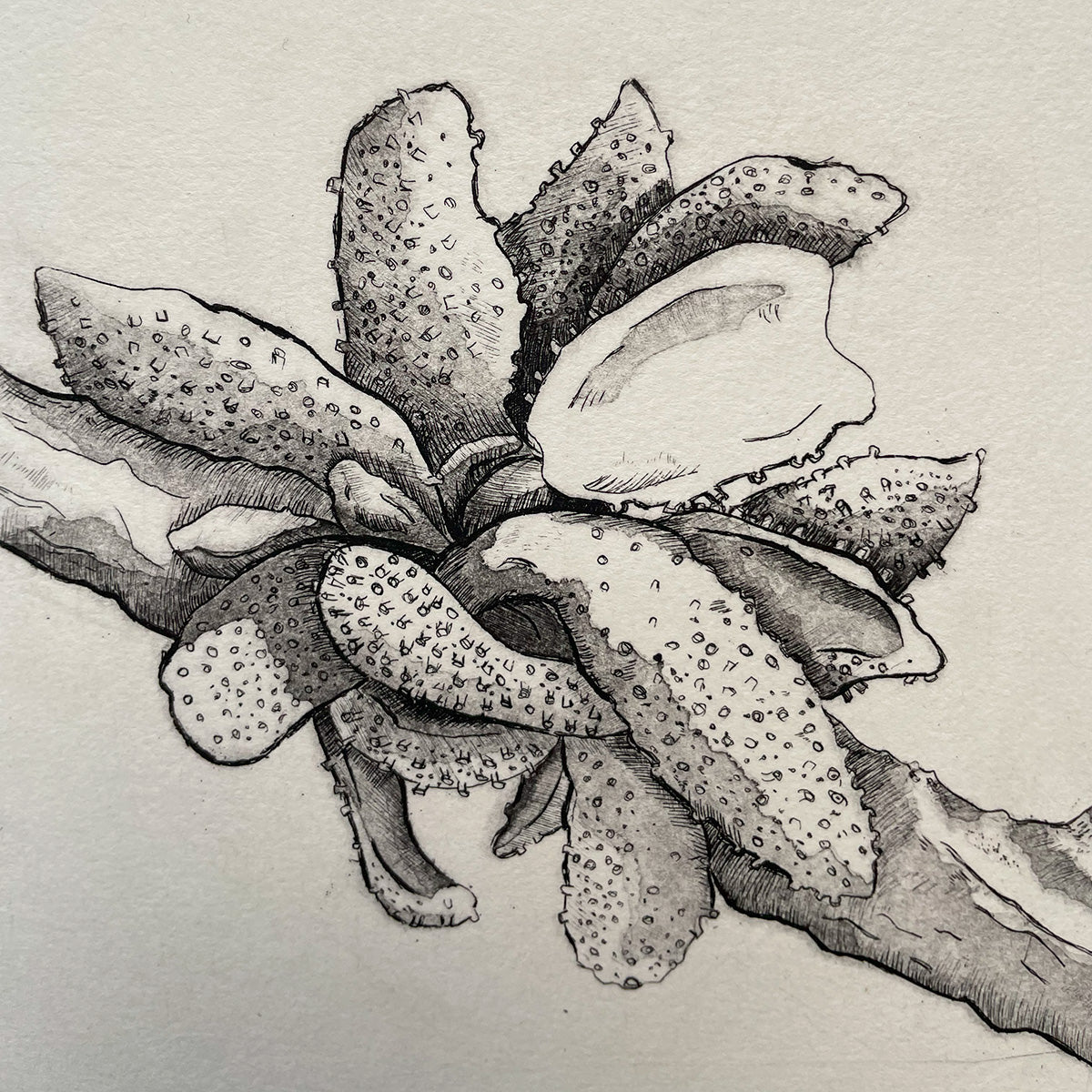 Aecidium Magellanicum