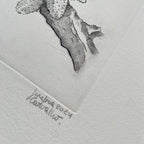 Aecidium Magellanicum