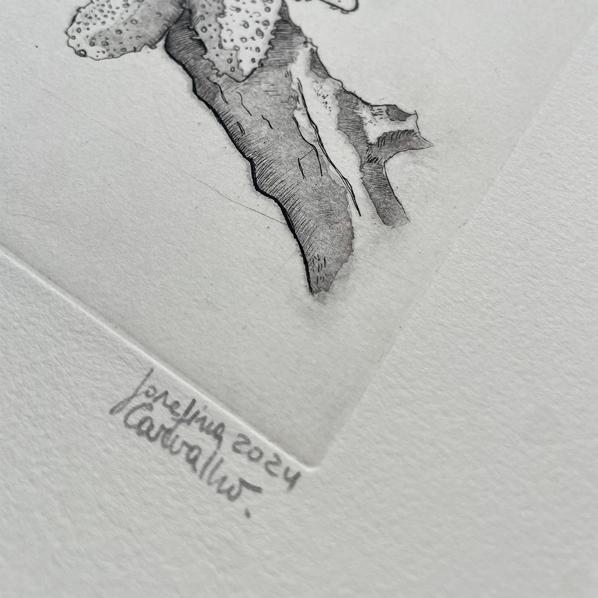 Aecidium Magellanicum