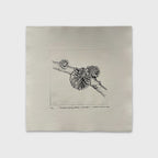 Anthracophyllum Discolor