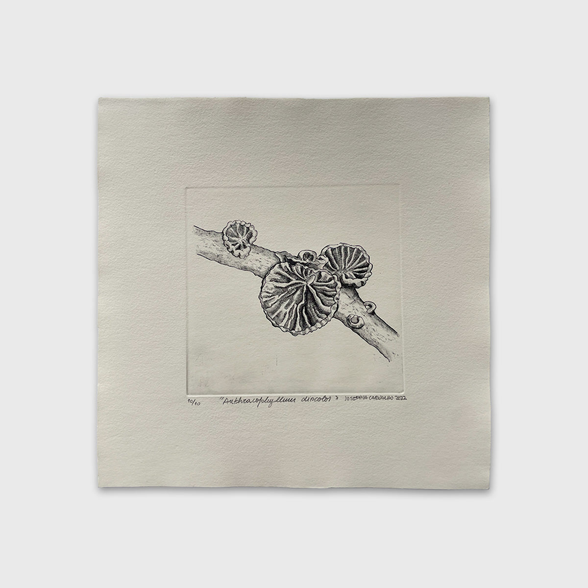 Anthracophyllum Discolor