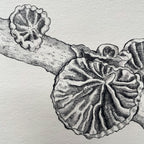 Anthracophyllum Discolor