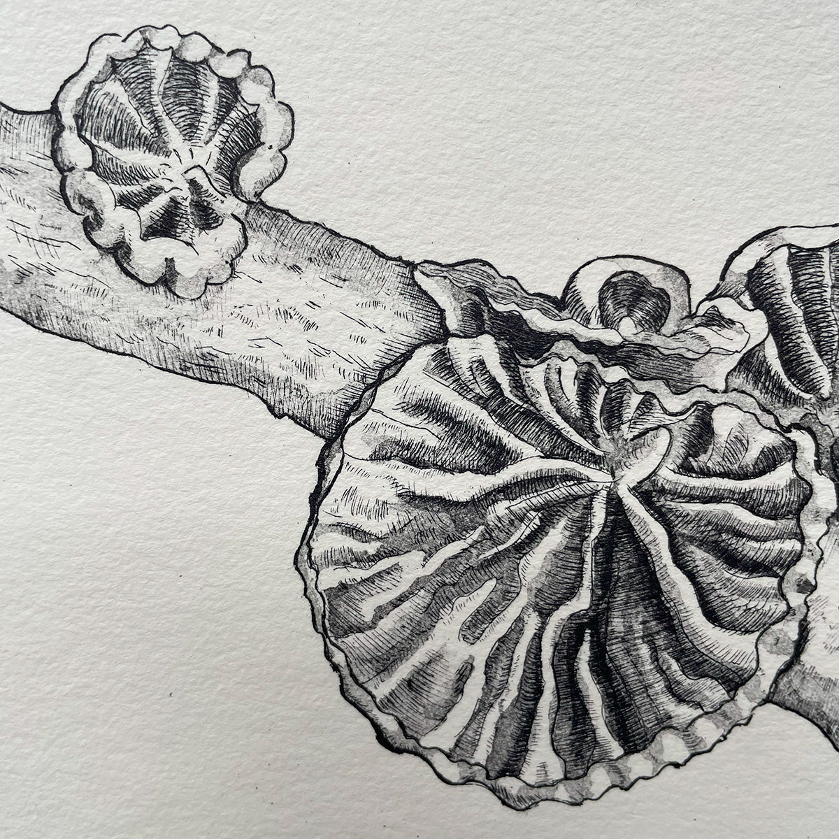 Anthracophyllum Discolor