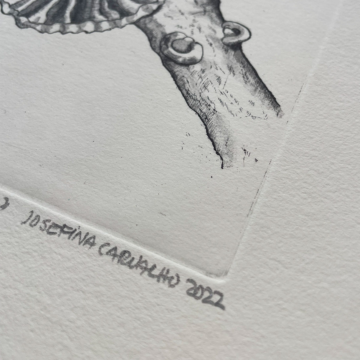 Anthracophyllum Discolor